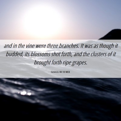 Picture 06 - Genesis 40:10 WEB - and in the vine were three branches. It was as - Bible Verse Picture