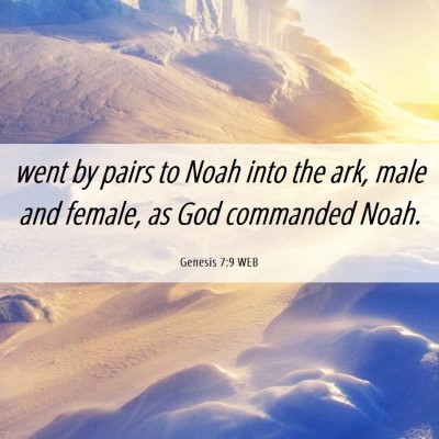 Picture 06 - Genesis 7:9 WEB - went by pairs to Noah into the ark, male and - Bible Verse Picture