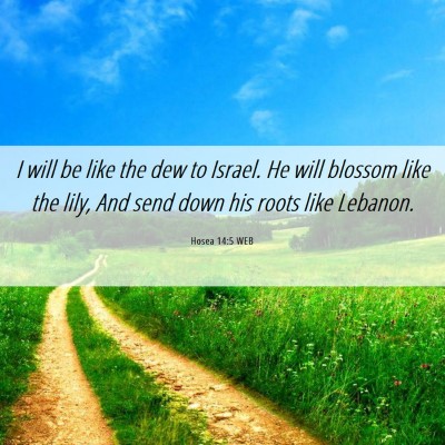 Picture 06 - Hosea 14:5 WEB - I will be like the dew to Israel. He will blossom - Bible Verse Picture