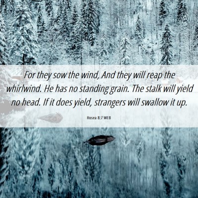 Picture 06 - Hosea 8:7 WEB - For they sow the wind, And they will reap the - Bible Verse Picture