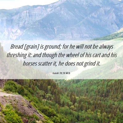 Picture 06 - Isaiah 28:28 WEB - Bread [grain] is ground; for he will not be - Bible Verse Picture