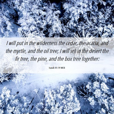 Picture 06 - Isaiah 41:19 WEB - I will put in the wilderness the cedar, the - Bible Verse Picture