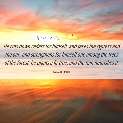 Picture 06 - Isaiah 44:14 WEB - He cuts down cedars for himself, and takes the - Bible Verse Picture