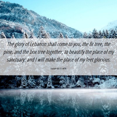 Picture 06 - Isaiah 60:13 WEB - The glory of Lebanon shall come to you, the fir - Bible Verse Picture