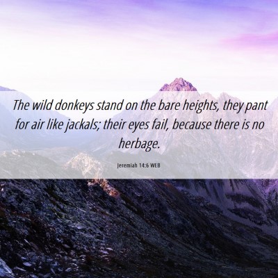 Picture 06 - Jeremiah 14:6 WEB - The wild donkeys stand on the bare heights, they - Bible Verse Picture