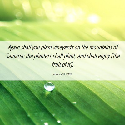Picture 06 - Jeremiah 31:5 WEB - Again shall you plant vineyards on the mountains - Bible Verse Picture