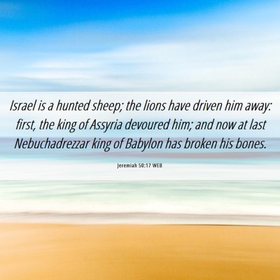 Picture 06 - Jeremiah 50:17 WEB - Israel is a hunted sheep; the lions have driven - Bible Verse Picture