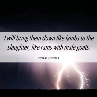 Picture 06 - Jeremiah 51:40 WEB - I will bring them down like lambs to the - Bible Verse Picture