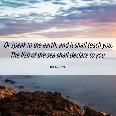 Picture 06 - Job 12:8 WEB - Or speak to the earth, and it shall teach you; - Bible Verse Picture