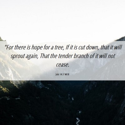 Picture 06 - Job 14:7 WEB - 