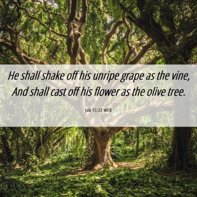 Picture 06 - Job 15:33 WEB - He shall shake off his unripe grape as the vine, - Bible Verse Picture