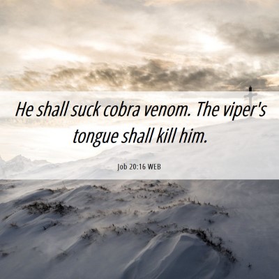 Picture 06 - Job 20:16 WEB - He shall suck cobra venom. The viper's tongue - Bible Verse Picture