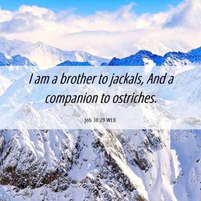Picture 06 - Job 30:29 WEB - I am a brother to jackals, And a companion to - Bible Verse Picture