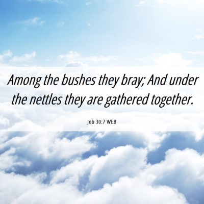 Picture 06 - Job 30:7 WEB - Among the bushes they bray; And under the nettles - Bible Verse Picture