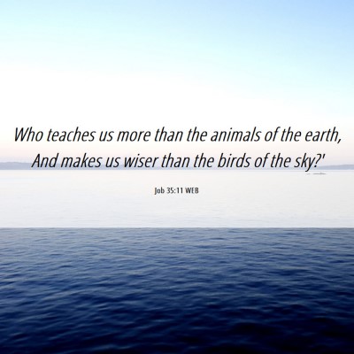 Picture 06 - Job 35:11 WEB - Who teaches us more than the animals of the - Bible Verse Picture
