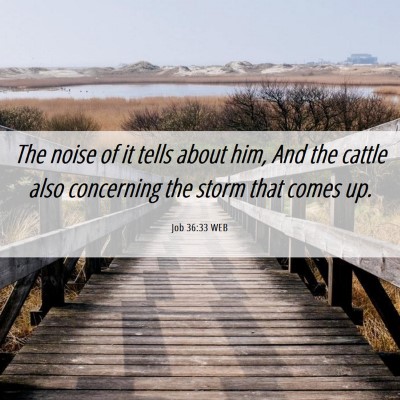 Picture 06 - Job 36:33 WEB - The noise of it tells about him, And the cattle - Bible Verse Picture