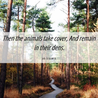Picture 06 - Job 37:8 WEB - Then the animals take cover, And remain in their - Bible Verse Picture