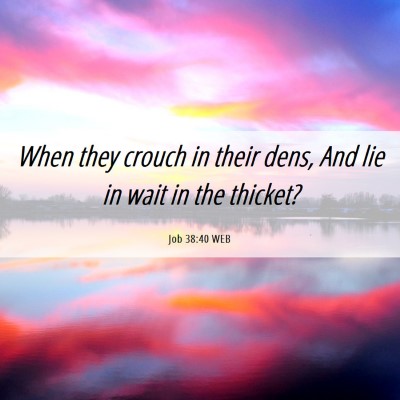 Picture 06 - Job 38:40 WEB - When they crouch in their dens, And lie in wait - Bible Verse Picture