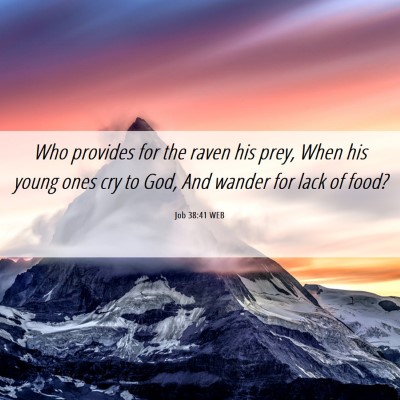 Picture 06 - Job 38:41 WEB - Who provides for the raven his prey, When his - Bible Verse Picture