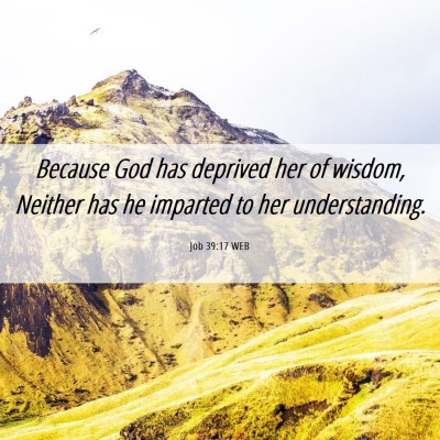 Picture 06 - Job 39:17 WEB - Because God has deprived her of wisdom, Neither - Bible Verse Picture