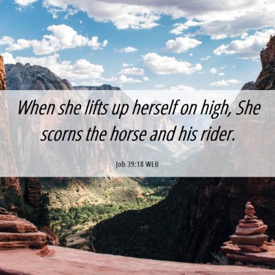 Picture 06 - Job 39:18 WEB - When she lifts up herself on high, She scorns the - Bible Verse Picture