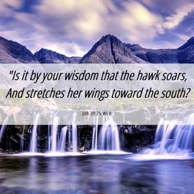 Picture 06 - Job 39:26 WEB - 