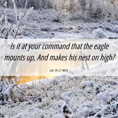Picture 06 - Job 39:27 WEB - Is it at your command that the eagle mounts up, - Bible Verse Picture