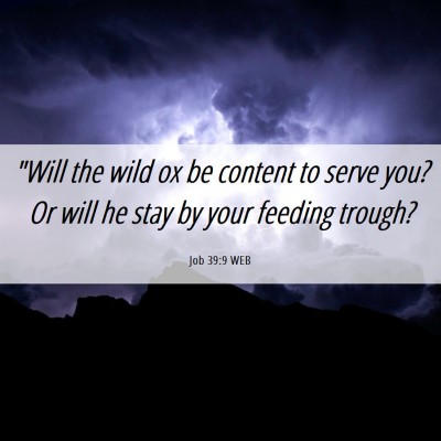 Picture 06 - Job 39:9 WEB - 