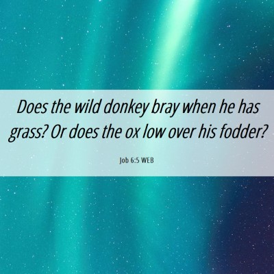 Picture 06 - Job 6:5 WEB - Does the wild donkey bray when he has grass? Or - Bible Verse Picture