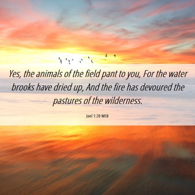 Picture 06 - Joel 1:20 WEB - Yes, the animals of the field pant to you, For - Bible Verse Picture