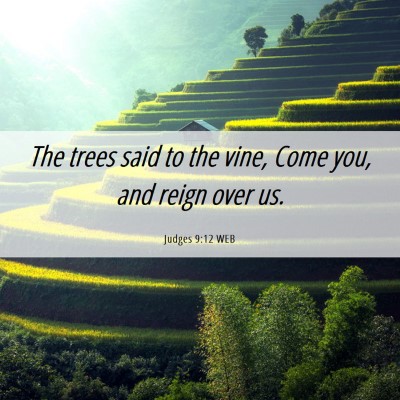 Picture 06 - Judges 9:12 WEB - The trees said to the vine, Come you, and reign - Bible Verse Picture