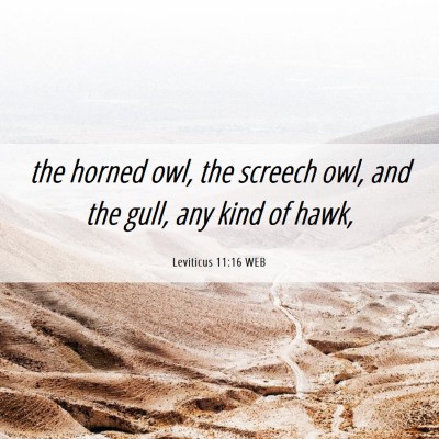 Picture 06 - Leviticus 11:16 WEB - the horned owl, the screech owl, and the gull, - Bible Verse Picture