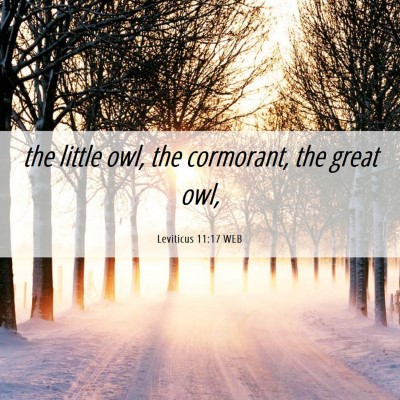 Picture 06 - Leviticus 11:17 WEB - the little owl, the cormorant, the great - Bible Verse Picture