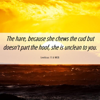 Picture 06 - Leviticus 11:6 WEB - The hare, because she chews the cud but doesn't - Bible Verse Picture