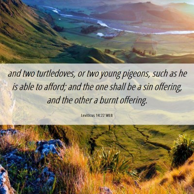 Picture 06 - Leviticus 14:22 WEB - and two turtledoves, or two young pigeons, such - Bible Verse Picture