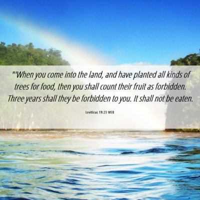 Picture 06 - Leviticus 19:23 WEB - 