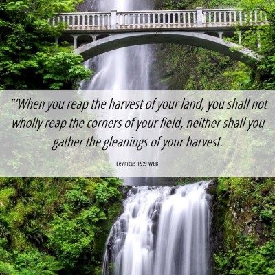 Picture 06 - Leviticus 19:9 WEB - 