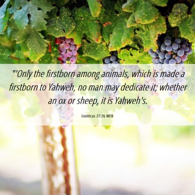 Picture 06 - Leviticus 27:26 WEB - 