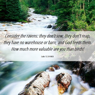 Picture 06 - Luke 12:24 WEB - Consider the ravens: they don't sow, they don't - Bible Verse Picture