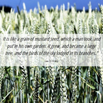Picture 06 - Luke 13:19 WEB - It is like a grain of mustard seed, which a man - Bible Verse Picture