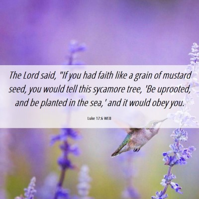Picture 06 - Luke 17:6 WEB - The Lord said, 