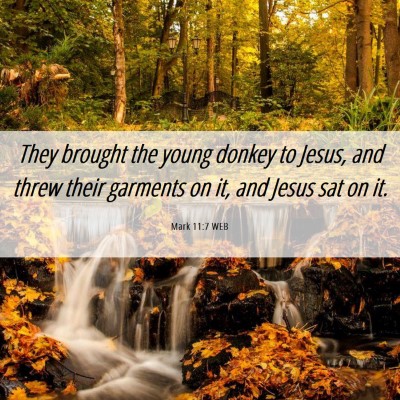 Picture 06 - Mark 11:7 WEB - They brought the young donkey to Jesus, and threw - Bible Verse Picture