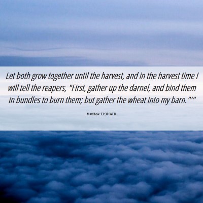 Picture 06 - Matthew 13:30 WEB - Let both grow together until the harvest, and in - Bible Verse Picture