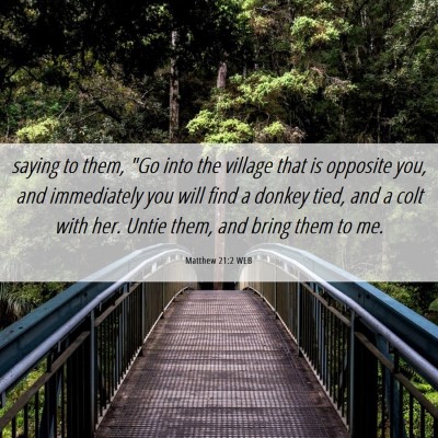 Picture 06 - Matthew 21:2 WEB - saying to them, 