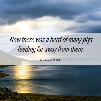 Picture 06 - Matthew 8:30 WEB - Now there was a herd of many pigs feeding far - Bible Verse Picture