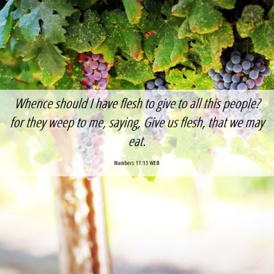 Picture 06 - Numbers 11:13 WEB - Whence should I have flesh to give to all this - Bible Verse Picture