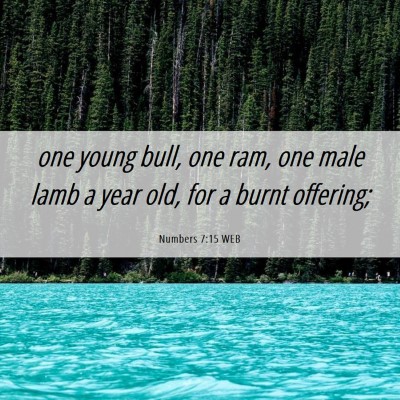Picture 06 - Numbers 7:15 WEB - one young bull, one ram, one male lamb a year - Bible Verse Picture