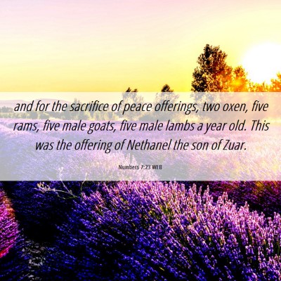 Picture 06 - Numbers 7:23 WEB - and for the sacrifice of peace offerings, two - Bible Verse Picture