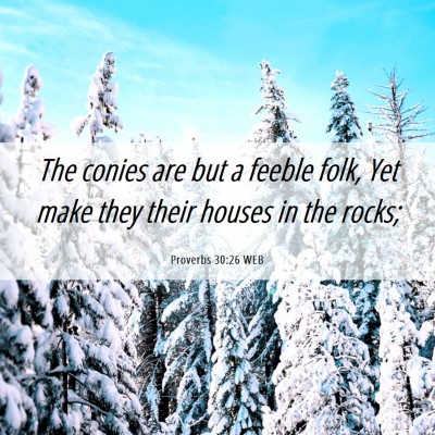 Picture 06 - Proverbs 30:26 WEB - The conies are but a feeble folk, Yet make they - Bible Verse Picture