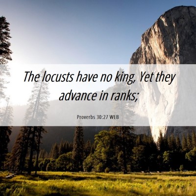 Picture 06 - Proverbs 30:27 WEB - The locusts have no king, Yet they advance in - Bible Verse Picture